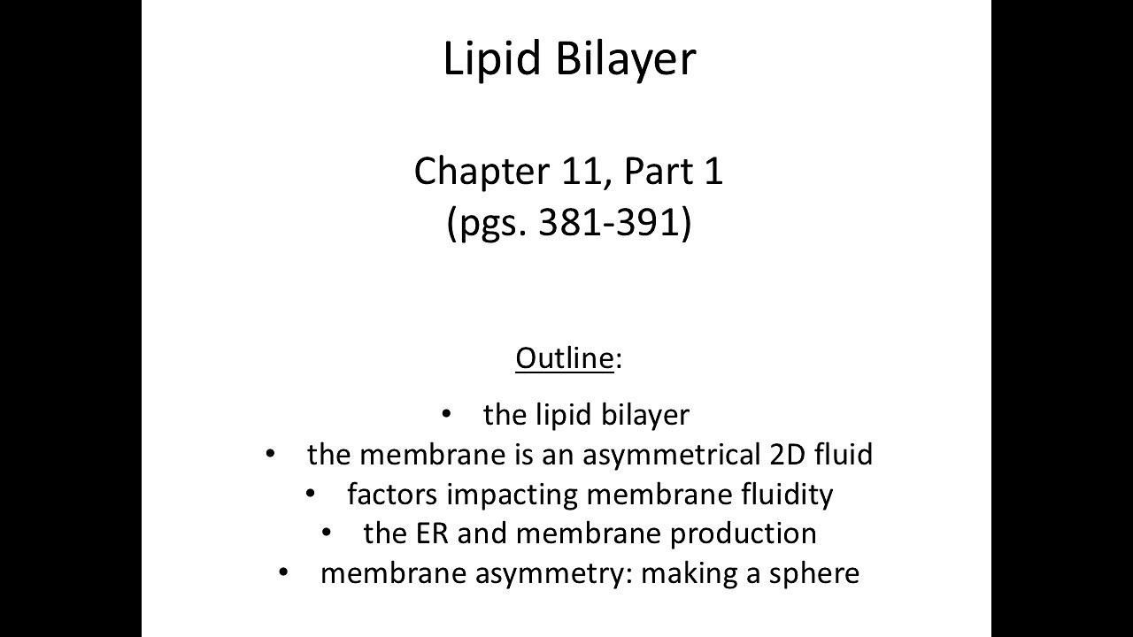 Lecture 12 Lipid Bilayer Ch 11 Pt 1