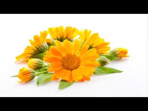 Видео: Невен (билка) - полезни свойства и използване на невен, цветя от невен, отвара, тинктура, невен по време на бременност