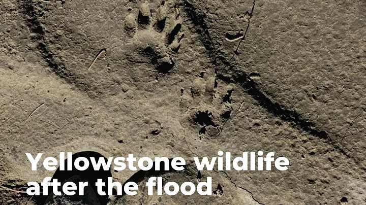 What Happened to Wildlife During the Yellowstone F...