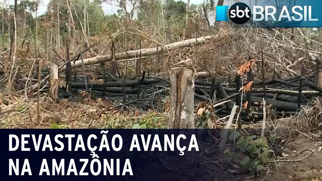 Região da Amazônia entre três estados perdeu mais de 3 mil km² | SBT Brasil (22/08/22)