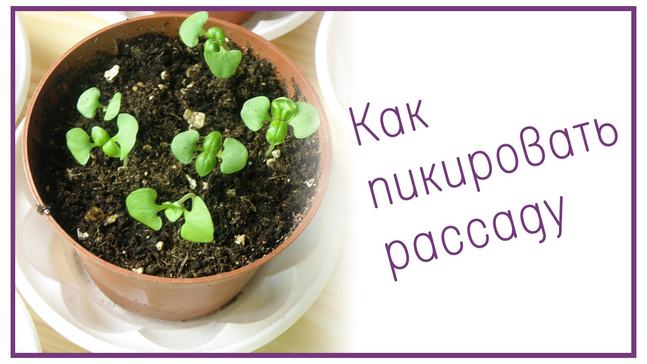 Когда пикировать базилик после всходов. Пикировка рассады базилика. Пикирование базилика. Базилик пикировка рассады. Пикируем базилик.