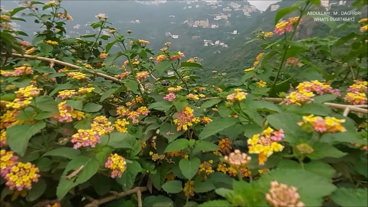 يوم الوصول الى فيفا الجميلة جيزان 1444