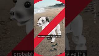 Robot dog vs real dog - which is the better pet? #sony  #robotdog #aibo