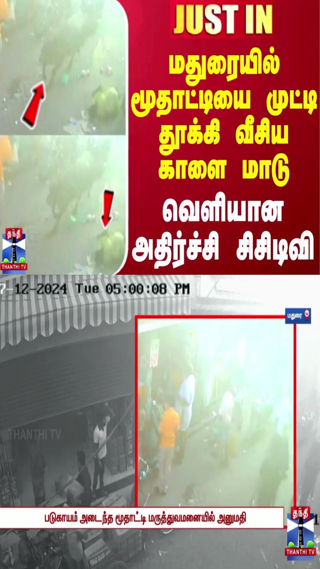 மதுரையில் மூதாட்டியை முட்டி தூக்கி வீசிய காளை மாடு - வெளியான அதிர்ச்சி சிசிடிவி