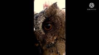 Suara pikat andalan orang bandung timur