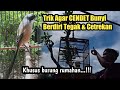 Trik Agar Cendet Bunyi Berdiri Tegak Dan Cetrekan Khusus Burung Harian Bukan Gantangan Mp3 - Mp4 Download