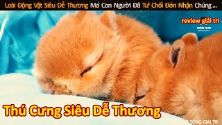 Loài Động Vật Siêu Dễ Thương Mà Con Người Đã Từ Chối | Review Giải Trí Đời Sống