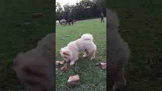 chow chow#cute_dog #uttarakhand #dehradun #animallover ❤❤#viralvideo