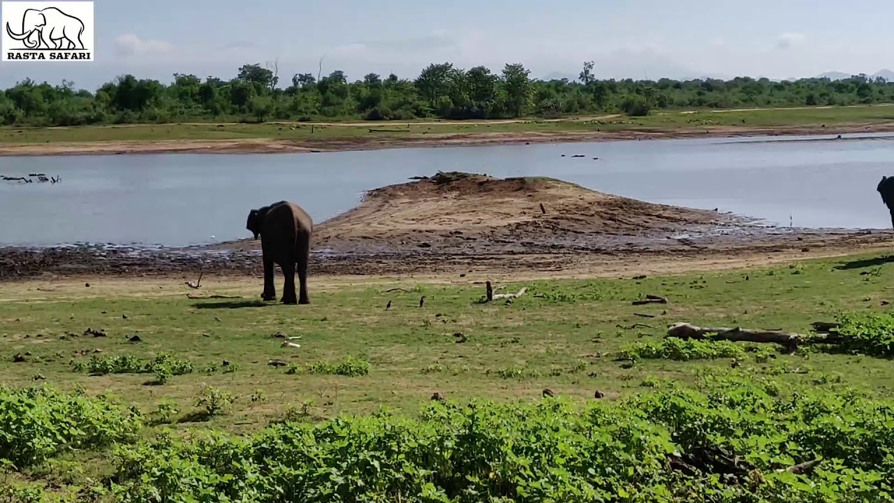 Elephant with New Born got Aggressive to Golden Jackal ( Canis Aureus