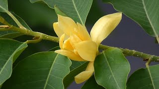 Sampige Hoo Sampangi Poo Magnolia Champaka