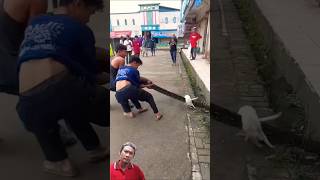 kucing di mangsa ular besar #cat #kucing #kitten