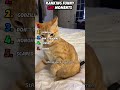 ADORABLE CATS BEING TOTAL LITTLE MENACES #funny