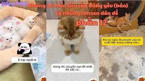 Những  bé mèo siêu cấp đáng yêu (báo) và những con sen đáo để phần 12 |yêu đời