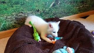 Fox Cub Comes Home