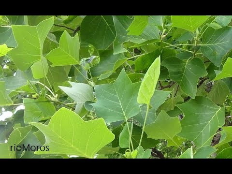 Video: Tulip Poplar Tree Información: Cómo cultivar y cuidar los tulipanes