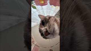 Cats, Dogs, Pets Lol