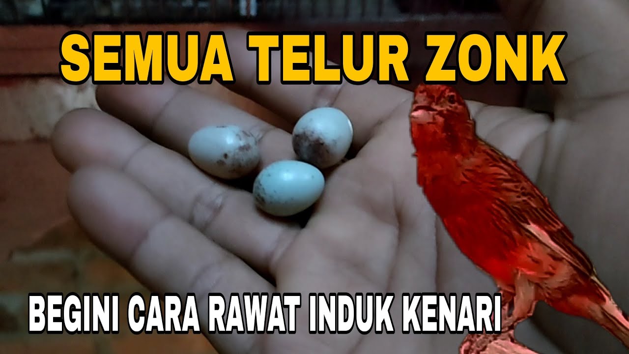 CARA RAWAT INDUKAN KENARI TELUR ZONK ❗ternak kenari