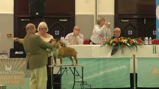 Miniature Bull Terrier AMiniRumpus Red Panda Dog show