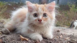 Kittens fighting while playing are very adorable - cute cats