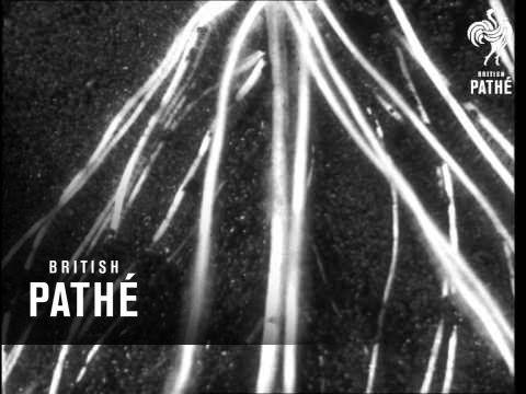 Secrets Of Nature - Amazing Maize (1933)