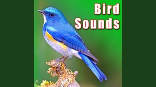 Bird Calls & Wing Flapping from Hummingbird screenshot 5