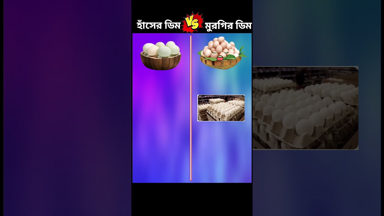 হাঁসের ডিম vs মুরগির ডিম
