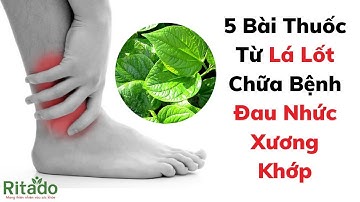 5 Bài Thuốc Dân Gian Từ Lá Lốt Chữa Bệnh Đau Nhức Xương Khớp