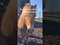 Das gehört wirklich zur Selbstversorgung 🐴