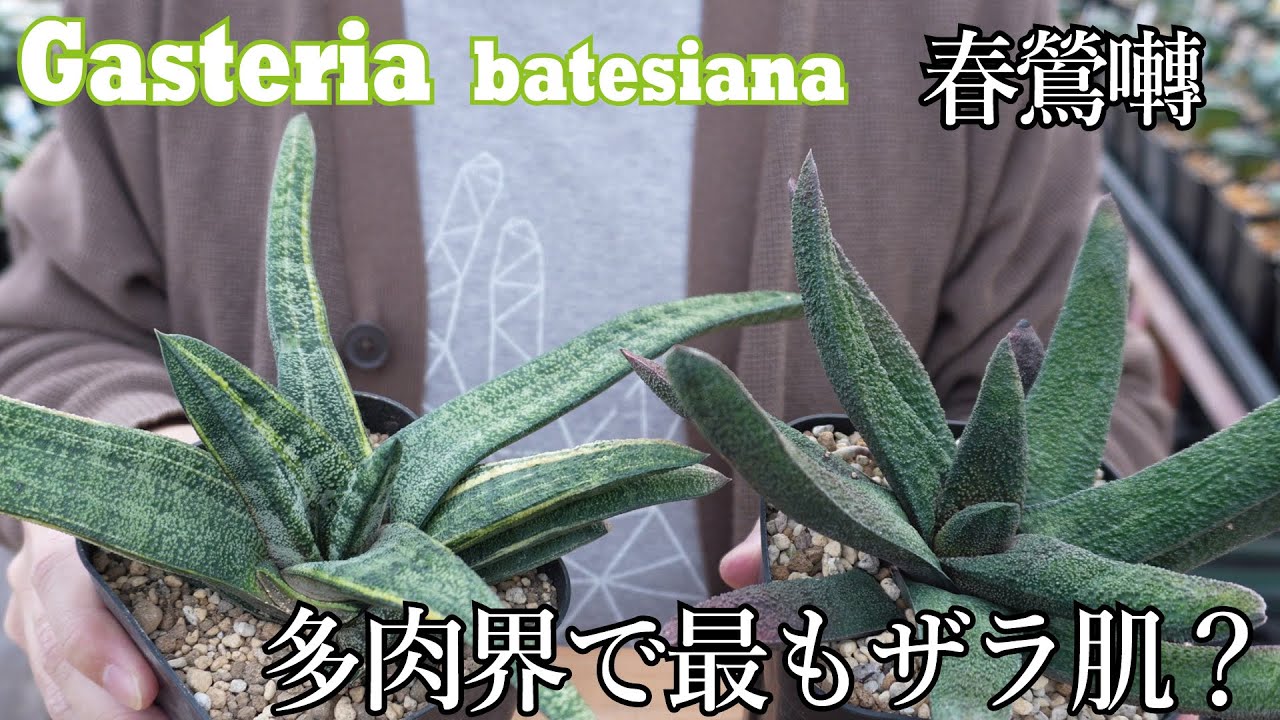 【ガステリア後編】イボイボ肌のアイツ！ガステリア・春鶯囀（しゅんのうてん）の品種紹介！ Gasteria batesiana