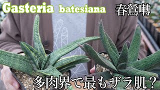 Gasteria Part 2] The one with the bumpy skin! Introducing the