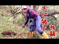 猪の捕獲止め刺し＆山の動物達『貴重な野生動物の映像』田舎暮らし