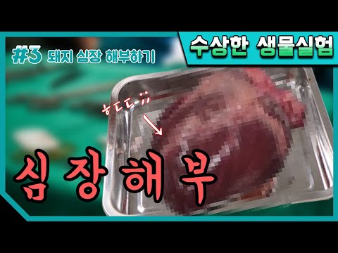 이건 실제로 본 적 없을걸..?!(ft.돼지심장 해부실험)