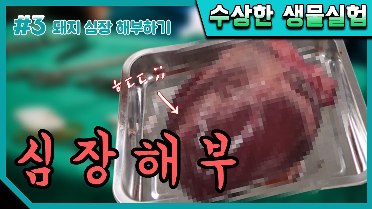 이건 실제로 본 적 없을걸..?!(ft.돼지심장 해부실험)