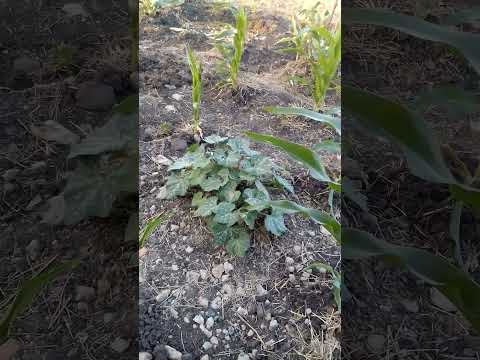 Roadtrip Shuguri Ni Mingi Masaa Diyo Machache Jah Forever God 