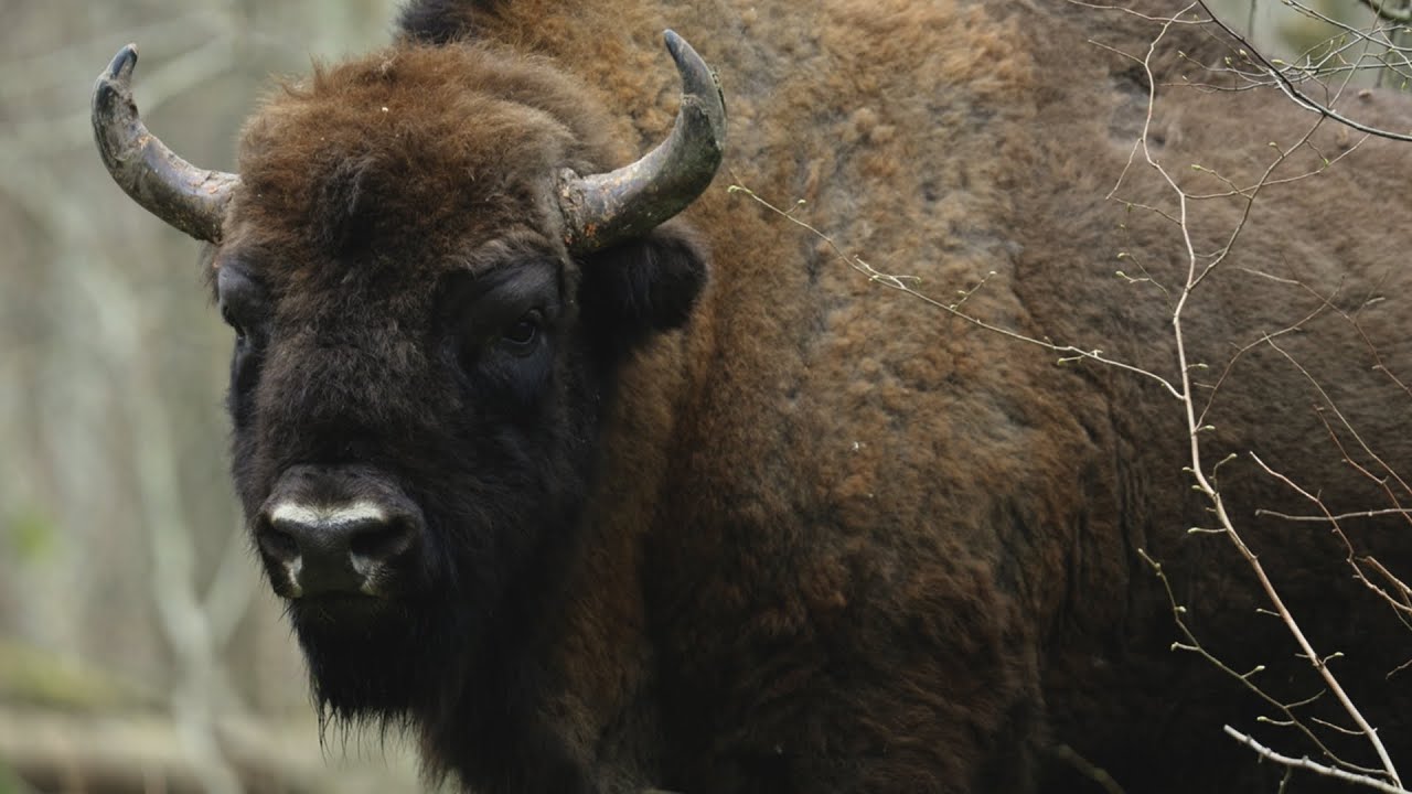 БИЗОНЫ И АНЕМОНИ, Т. 2