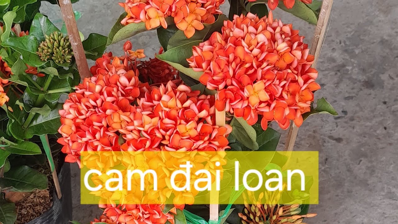 Bông trang 0339594246