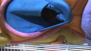 Gungging Sugarglider