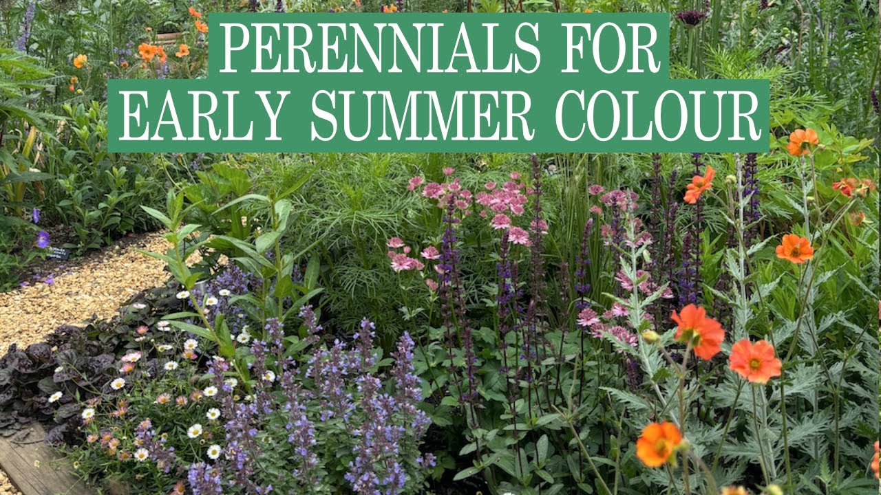 15 многолетников для ярких красок раннего лета в вашем загородном саду!