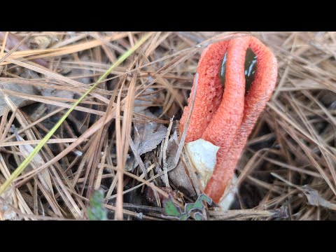 Гриб Вонючка Пальцы Дьявола (лат. Clathrus archeri)