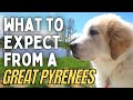 Living with a Great Pyrenees Puppy, What to Expect | Livestock Guardian Dog