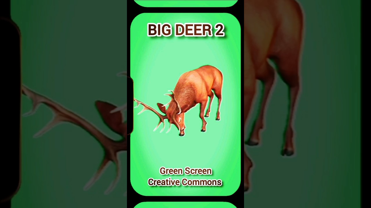 Deer on the green screen. Video animation.