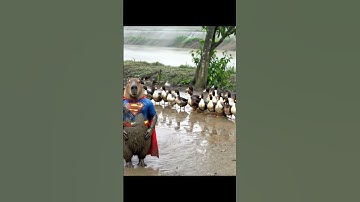 Capy leads Duck to fight the flood #funny #capydo #grandmother #capybara