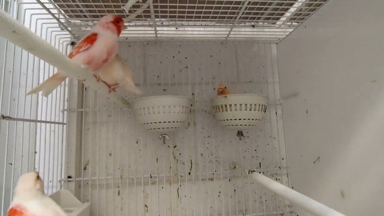 Canarini: la cessione di giugno!!!