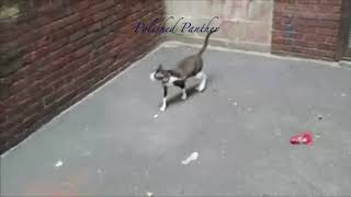 Jessy Cornish Rex Escapes!!!