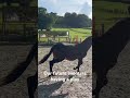 Sporthorse Yearlings and mule having fun with a jump #horse #eventing #equestrian #mule #jump