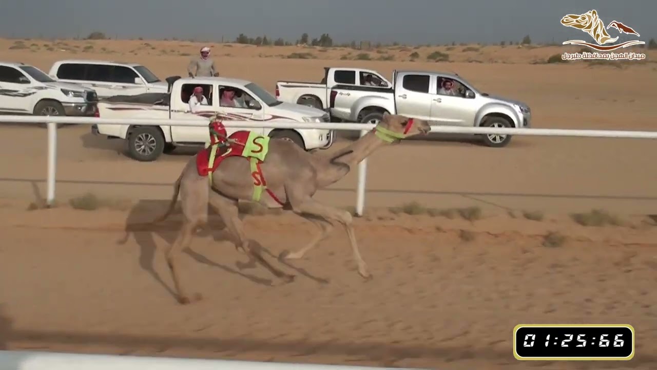 فوز (ناصية) لصاحبها -  شليويح صبيح الشمري - بميدان الهجن بطبرجل1445/10/18هـ