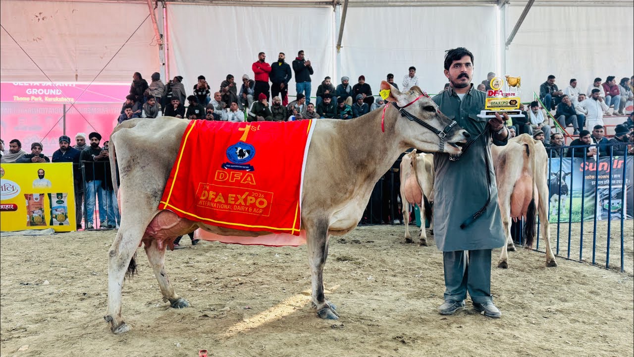 🔴Live🔴 from Gurwinder Dairy Farm,, Call- 73551 00093