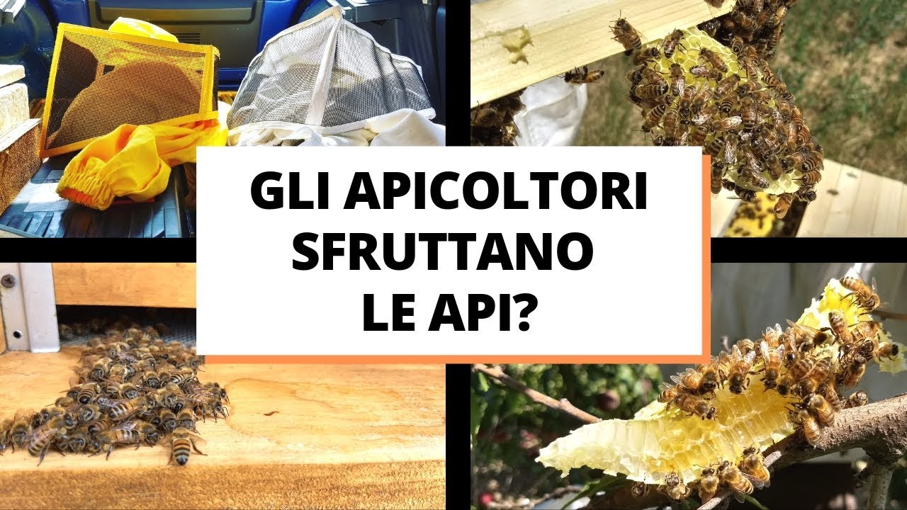 acidità 鍔 banda come fanno il miele le api video per bambini ordinare metallico filobus acidità 鍔 banda come fanno il miele le api video per bambini ordinare metallico filobus