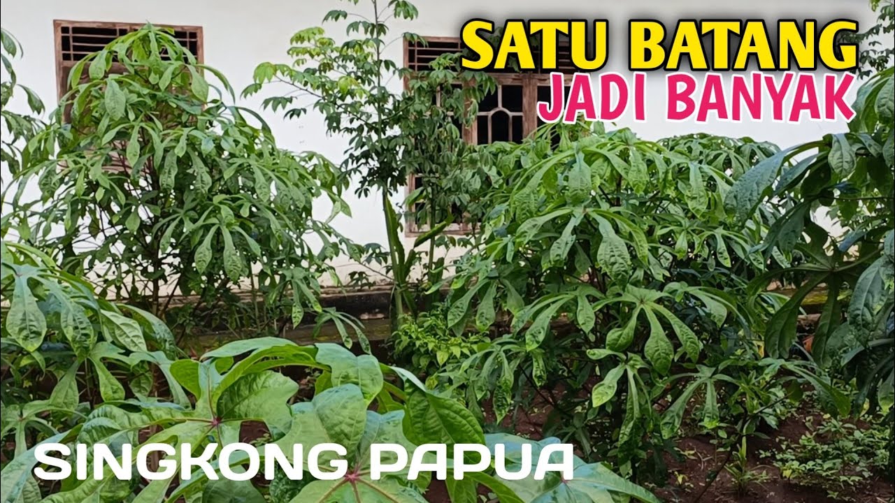 Pakan Kambing Paling Viral Di Tahun 2025