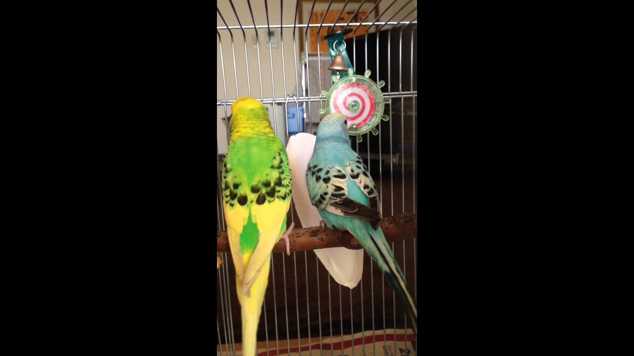 ピーちゃん愛の告白